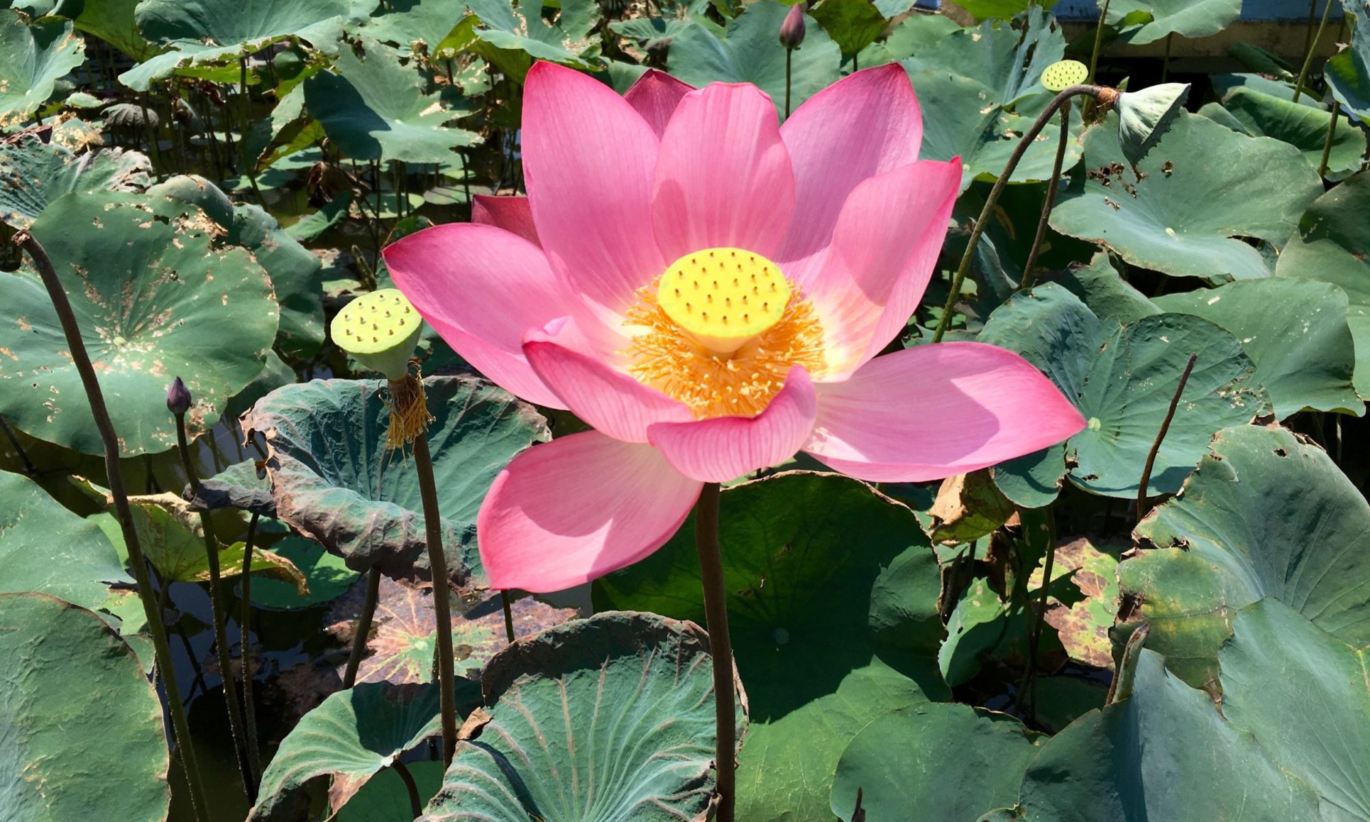 Deutsch-Vietnamesisches Netzwerk Frankfurt